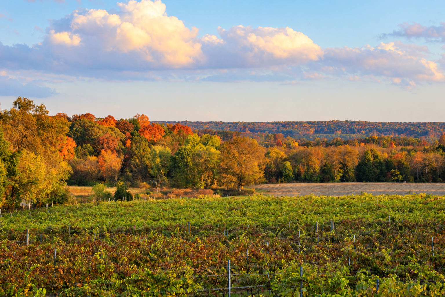 Autumn vineyards and colorful wooded hills at Old York Cellars